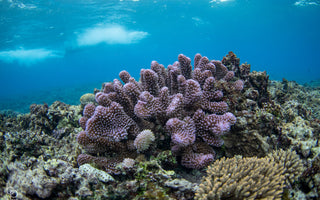 Sunscreen’s Impact on Ocean Reefs and Marine Life: What You Need to Know