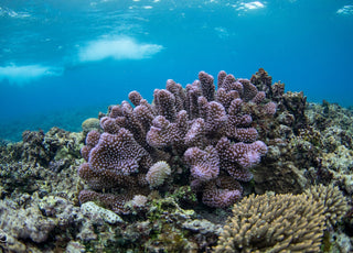 Sunscreen’s Impact on Ocean Reefs and Marine Life: What You Need to Know - Lumar Active