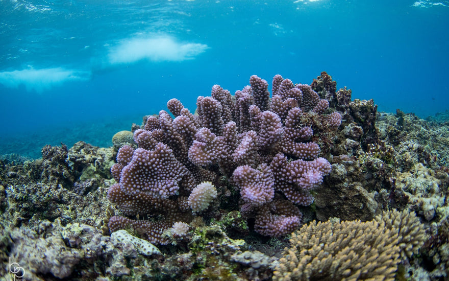 Sunscreen’s Impact on Ocean Reefs and Marine Life: What You Need to Know - Lumar Active